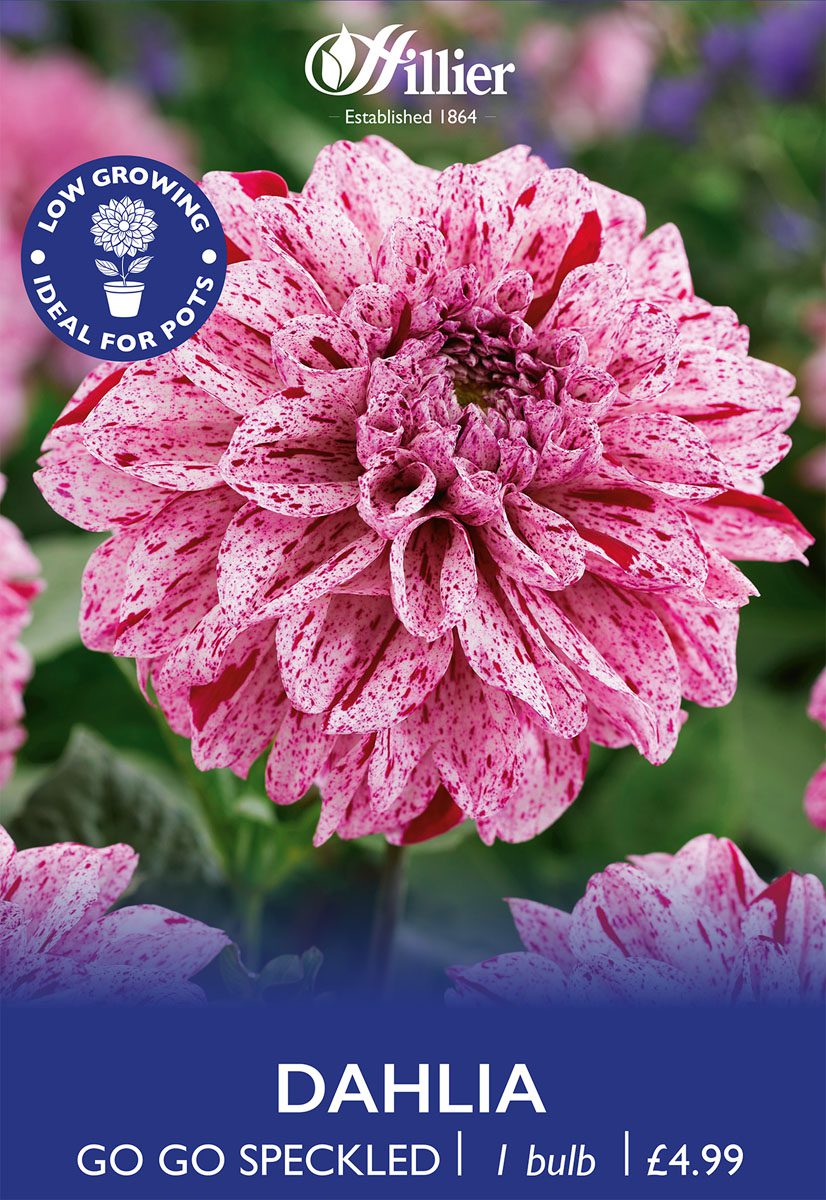 8718641970270 1 Dahlia Go Go Speckled.jpg